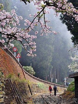 情侶漫步於阿里山森林鐵道浪漫悠閒賞櫻