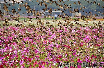 2009年橋頭花季-波斯菊花海