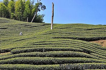 美麗茶園