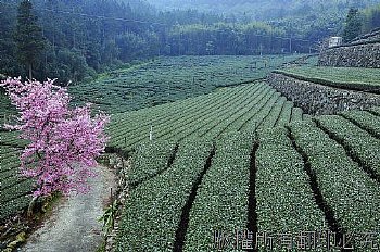 奮起湖櫻花茶園