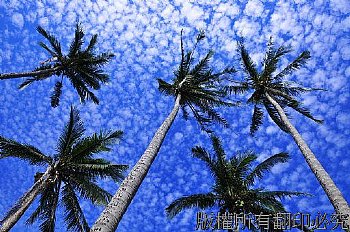 椰子林仰望藍色天空,白雲點點,,,,
