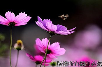洋紅色大波斯菊花和蜜蜂，在暗色的背景<br>Cosmos bipinnatus； garden cosmos；Mexican aster 
