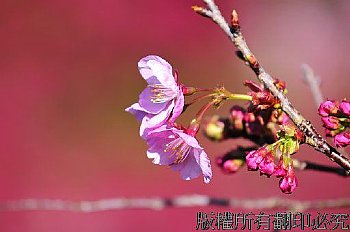 粉紅櫻花-拉拉山綻放