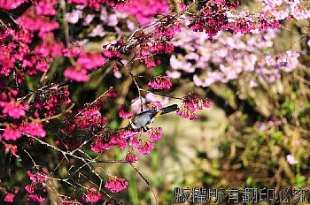 山櫻花與畫眉鳥
