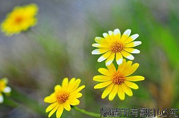 白點金毛菊