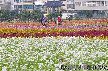 騎乘波斯菊花海中,,,