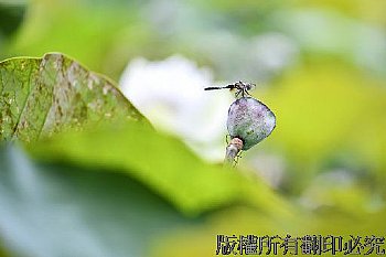 荷葉蓮蓬蜻蜓