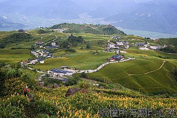 花蓮縣60石山的金針花