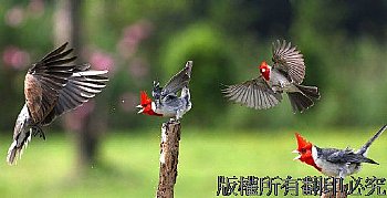 冠紅蠟嘴雀與異鳥爭食