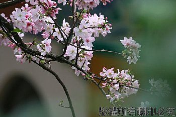 天元宮庭前的櫻花,線條很美