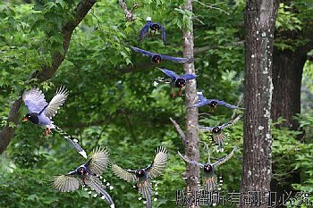 藍鵲公園的藍鵲吃葡萄展翅樣子