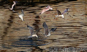 大溪漁港的燕鷗捕魚動態相片