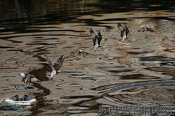 五張連拍的漁鷹從頭寮移到大溪漁港的幕色海面