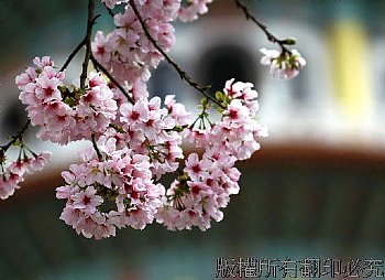 天元宮的櫻花