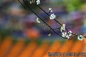 台北孔廟的梅花