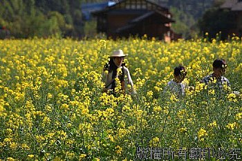 張家界的油菜花田