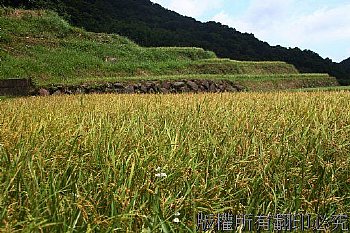 石門區小農稻子成熟時