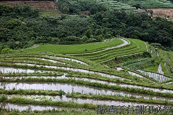 石門區百年梯田