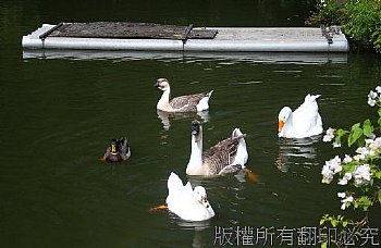 鵝在池塘中悠遊