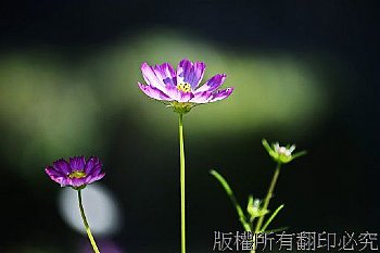 特別花色波斯菊的綻放光影