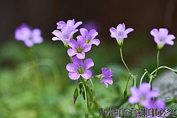 花開美麗,幸運與幸福的象徵,,,,,