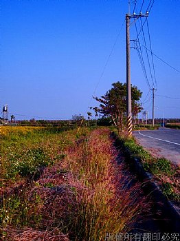 新營老家鄉間小道