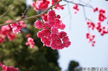 盛開的櫻花