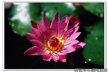 蓮花光影 3