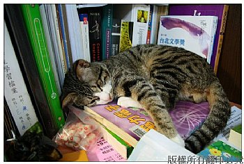 想睡就睡的貓