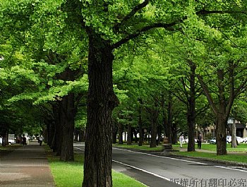 北海道大學的銀杏行道樹木