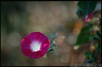 朝顏 牽牛花