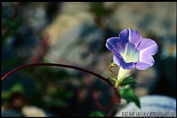 朝顏 牽牛花