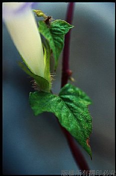 朝顏 牽牛花