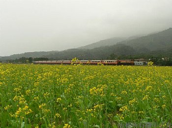 花東名產油菜花田與火車