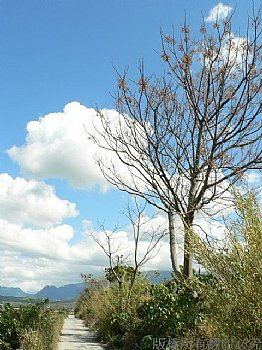 花東鄉間小路