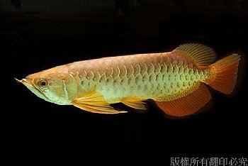 紅尾金龍  魚 水族