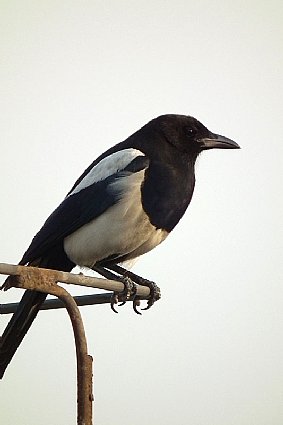 黑白鳥 黒く塗装されたB-1B爆撃機を「死の白鳥」と呼ぶメディアの