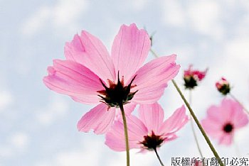 波斯菊