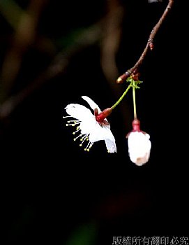 花 闽北