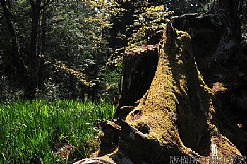 阿里山森林