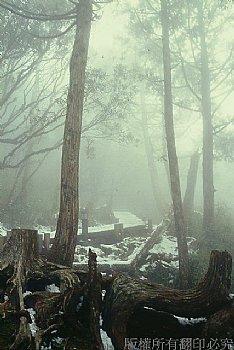 太平山森林區雪後景色