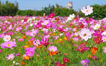 波斯菊