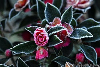 經過漫漫長夜寒冷霜結滿花朵，當太陽出來融解的霜化為水珠，又有誰知到花朵歷經了漫漫寒冷的長夜。
