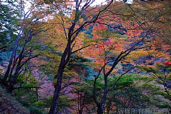 日本京都賞楓