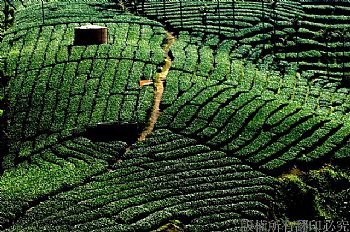 嘉義瑞豐茶園