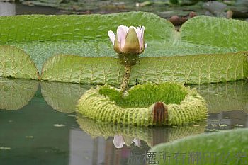 大王蓮