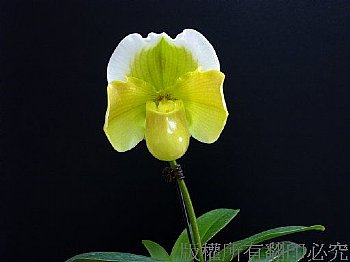 拖鞋蘭