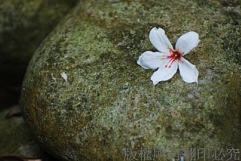 油桐花