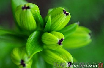 桃源仙谷 百合季