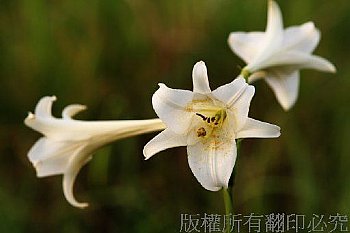 野百合